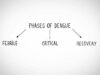 Phases of Dengue
