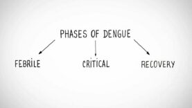 Phases of Dengue
