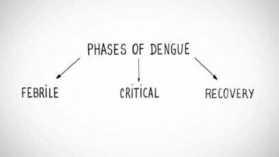 Phases of Dengue