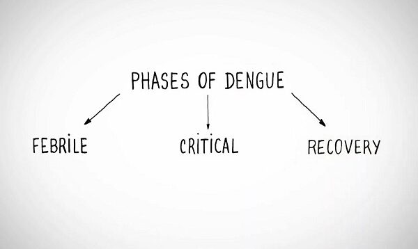 Phases of Dengue