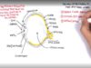 Anatomy – Eye Overview