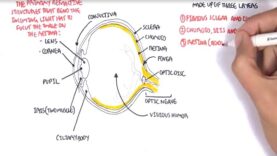 Anatomy – Eye Overview