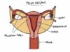 Understanding the Menstrual Cycle