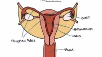 Understanding the Menstrual Cycle