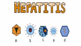 Viral Hepatitis How Does Hepatitis Affect The Liver