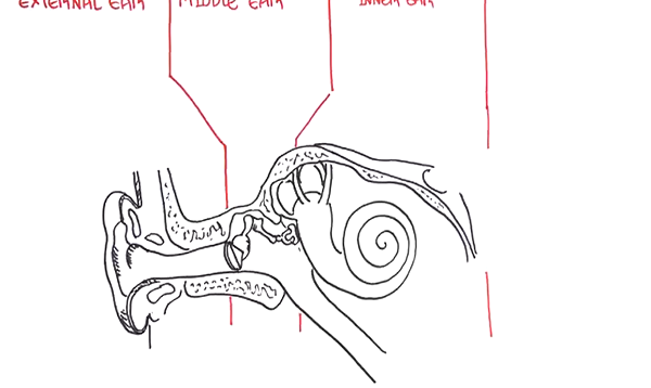 Anatomy – Ear Overview