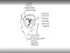 Anatomy Eye Orbit and Eyelid