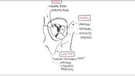 Anatomy Eye Orbit and Eyelid