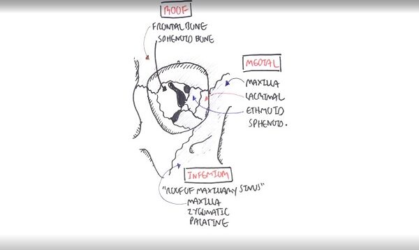 Anatomy Eye Orbit and Eyelid