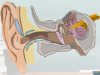 Anatomy of the Ear