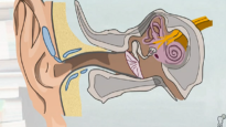 Anatomy of the Ear