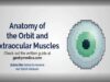 Anatomy of the Orbit and Extraocular Muscles (including movement of the eyes)