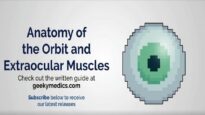 Anatomy of the Orbit and Extraocular Muscles (including movement of the eyes)