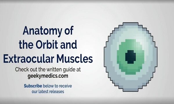 Anatomy of the Orbit and Extraocular Muscles (including movement of the eyes)