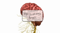Basic Parts of the Brain