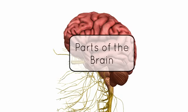 Basic Parts of the Brain