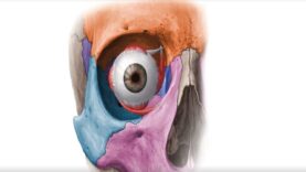 Bones of the orbit – Human Anatomy