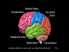 Brain Anatomy and Functions