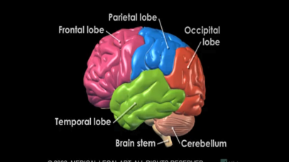 Brain Anatomy and Functions