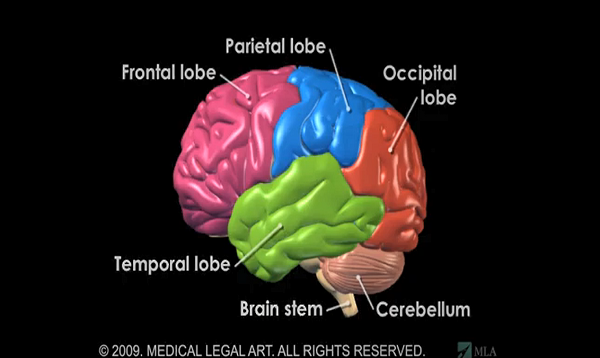 Brain Anatomy and Functions