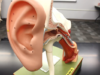 Ear Anatomy Model