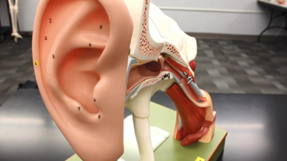 Ear Anatomy Model