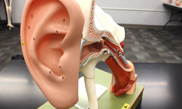 Ear Anatomy Model
