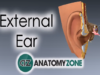 External Ear Anatomy Tutorial