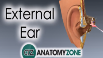 External Ear Anatomy Tutorial
