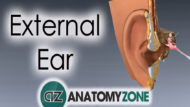 External Ear Anatomy Tutorial