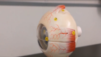 Eye Anatomy