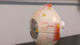 Eye Anatomy