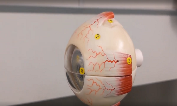 Eye Anatomy