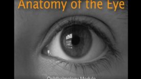 Eye anatomy – American Academy of Ophthalmology