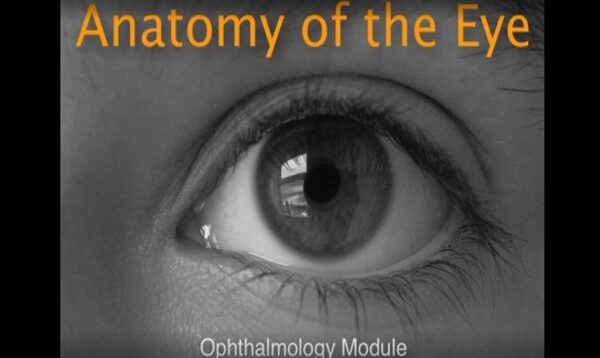 Eye anatomy – American Academy of Ophthalmology