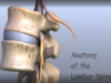 Lumbar Spine Anatomy