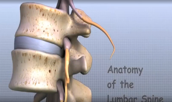Lumbar Spine Anatomy