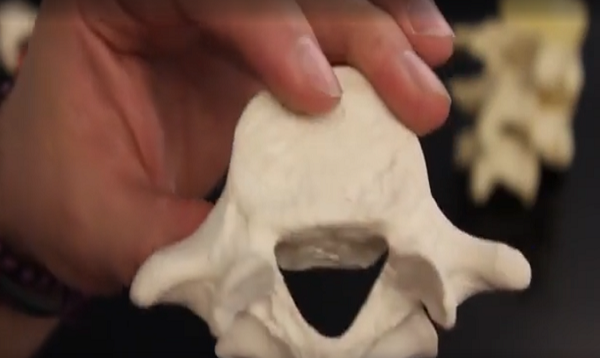 Lumbar Vertebrae (L1-L5) Anatomy