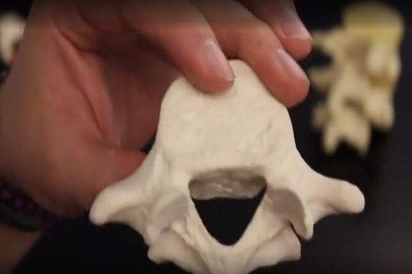 Lumbar Vertebrae (L1-L5) Anatomy