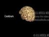 Neuroscience Basics Human Brain Anatomy and Lateralization of B