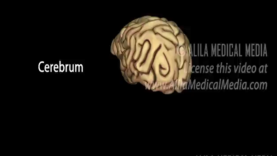 Neuroscience Basics Human Brain Anatomy and Lateralization of B