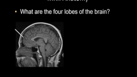 Normal Brain MRI Anatomy