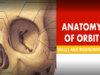 Orbit Anatomy