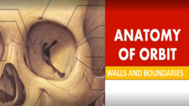 Orbit Anatomy