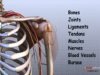 Shoulder Anatomy