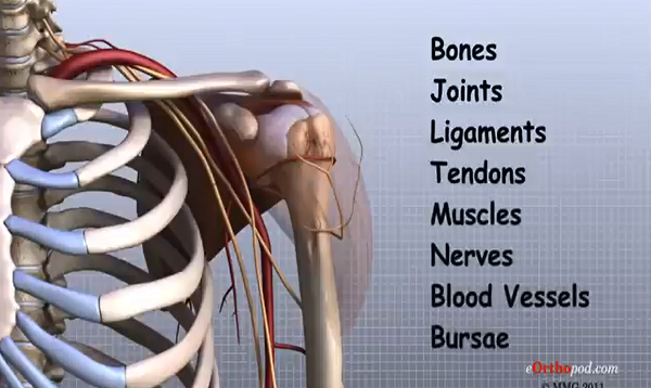 Shoulder Anatomy