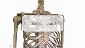 Shoulder Joint – Glenohumeral Joint – Anatomy Tutorial