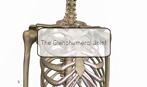 Shoulder Joint – Glenohumeral Joint – Anatomy Tutorial
