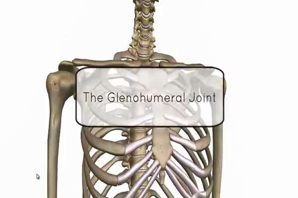 Shoulder Joint – Glenohumeral Joint – Anatomy Tutorial