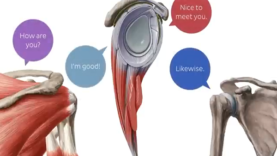 Shoulder joint Movements, bones and muscles